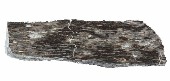 Polished Pliosaur (Liopleurodon) Bone - England #53453